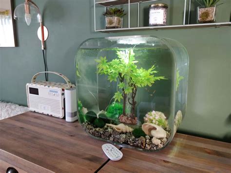 biorb fish tank